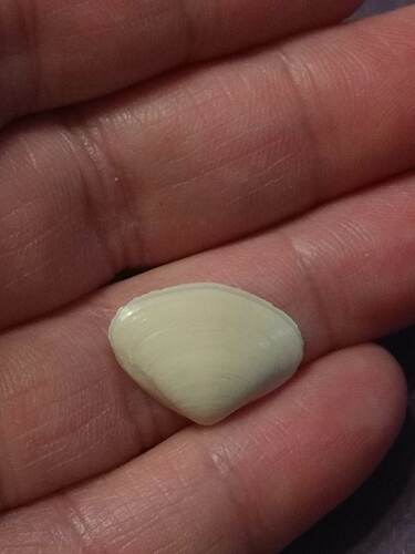 southern surfclam