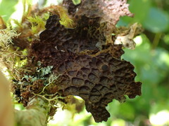 Lobaria anthraspis