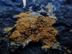 Polycauliona luteominia
