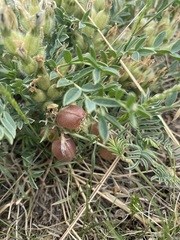 Oxytropis caespitosa