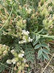 Oxytropis caespitosa