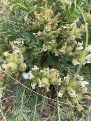 Oxytropis caespitosa