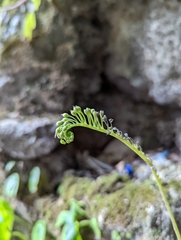 Monophyllaea