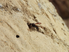 Pararrhynchium ornatum