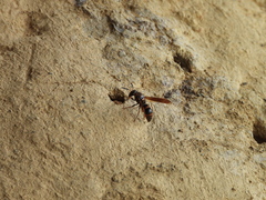 Pararrhynchium ornatum