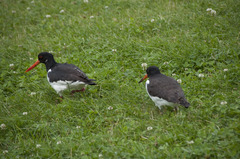Haematopus ostralegus
