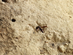 Pararrhynchium ornatum