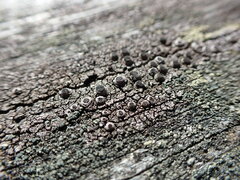 Pseudothelomma occidentale