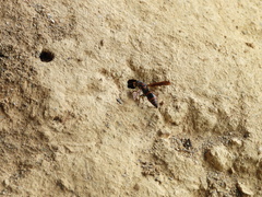 Pararrhynchium ornatum