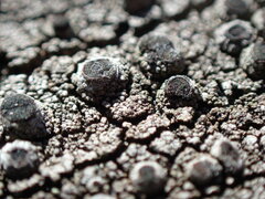 Pseudothelomma occidentale