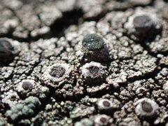 Pseudothelomma occidentale