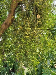 Phoradendron brachystachyum