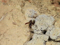 Pararrhynchium ornatum