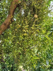 Phoradendron brachystachyum