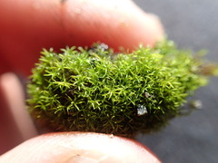 Gymnostomum aeruginosum