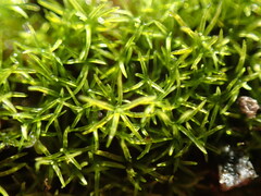 Gymnostomum aeruginosum