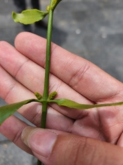 Phoradendron brachystachyum