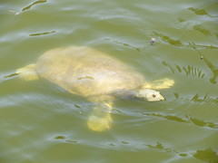 Apalone spinifera