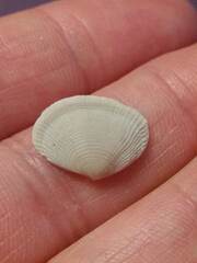 Semele bellastriata