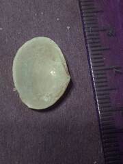 Semele bellastriata