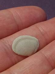 Semele bellastriata