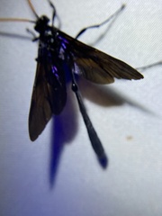 Thyreodon atricolor