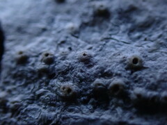 Pertusaria leioplaca