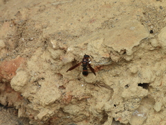 Pararrhynchium ornatum