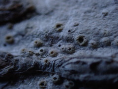 Pertusaria leioplaca