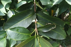 Syzygium samarangense