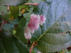 Cameraria gaultheriella