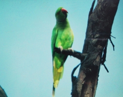 Psittacula krameri