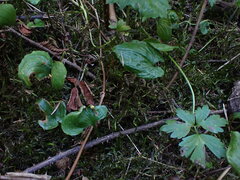 Fontinalis neomexicana