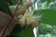 Syzygium samarangense