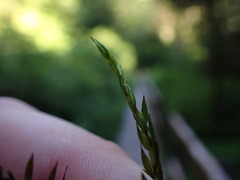 Fontinalis neomexicana