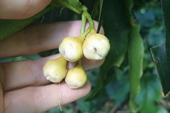 Syzygium samarangense