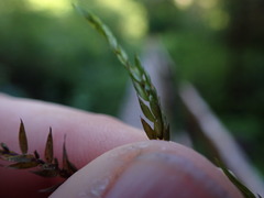 Fontinalis neomexicana