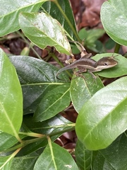 Anolis pulchellus