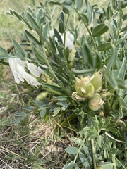Oxytropis caespitosa