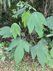 Macaranga bancana