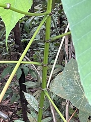 Macaranga bancana