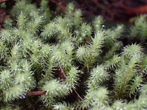 Breutelia affinis