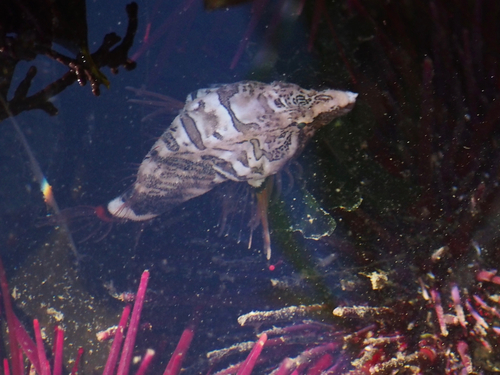 Snuit-grommerdonderpad (Rhamphocottus richardsonii) — Rhamphocottidae — 2