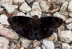 Aethilla echina echina