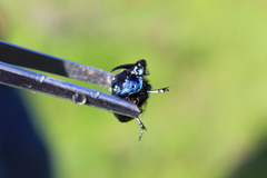 Phanaeus furiosus