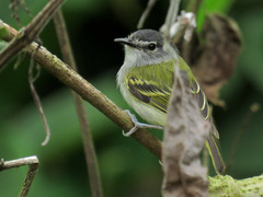 Poecilotriccus sylvia