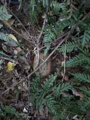 Cuora flavomarginata