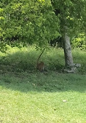 Nasua narica yucatanica