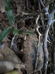 Cuora flavomarginata