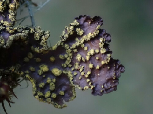 Pseudocyphellaria citrina
